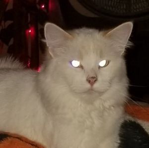 Meet your Posher, Bill